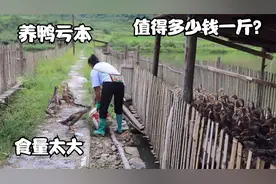 养殖三个月的鸭有三斤，二妹说养鸭太辛苦鸭子大家觉得多少钱一斤