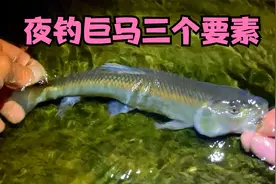 夜钓马口鱼的三个要素，助你中巨马。@関魂飞蝇视频封面