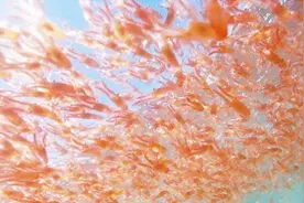 史上“最干净”的生物，一年被吃掉2亿吨，为何至今仍未灭绝？