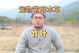 宠物常用本草，竹叶视频封面