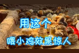 刚破壳的小土鸡这样喂养，每天喂一次，10天大变样，不懂一看就会视频封面