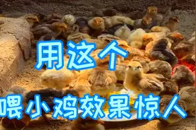 刚破壳的小土鸡这样喂养，每天喂一次，10天大变样，不懂一看就会视频封面