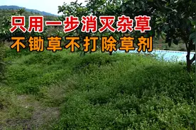 轻松消灭果园杂草，不锄草还不用打除草剂，以草克草是关键！视频封面