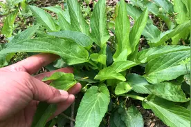 犁头草别名“紫花地丁”是个宝，有3大用途，还有人不知道？视频封面
