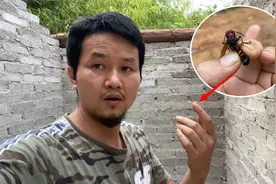 手指头被虎头蜂蛰了，钻心的痛，朋友特制饮料抚慰视频封面