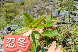 金银花藤子原来也有这么多的用途，我也是今天才知道，又涨知识了视频封面
