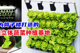 壁挂立体种植：不用菜地不用花盆，用三十元成本实现蔬菜自由视频封面