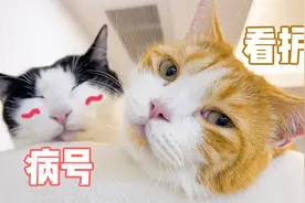我让你去照顾它，不是让你压死它？！视频封面