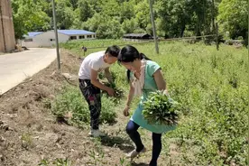 农村有种野菜叫刺刺芽，浑身是刺却很好吃，还可以降暑清热视频封面