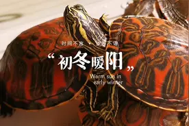 沉浸式看龟龟晒背！众所周知，巴西脸就是晒背狂魔！视频封面