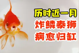 历时近一个月，炸鳞的泰狮金鱼病愈归缸，看看状态如何
