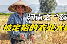 河南每年产出全国1/10的粮食，1/3的小麦，500万吨肉，喂饱14亿人视频封面