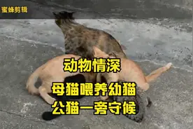实拍母猫给四小猫喂奶，公猫一旁守候，动物也情深！视频封面