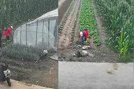 临街菜地遭路人罢园式偷摘 主人：吃点无所谓，这么偷过分了视频封面