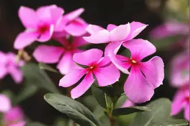 长春花为何被称为“夺命花”？真的不适合在家养吗？一次性说清楚