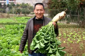潘哥教你腌制萝卜皮，方法简单，酸辣爽脆又开胃，吃了还想吃视频封面