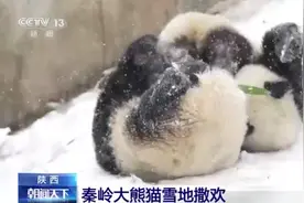 越冷越开心！大熊猫有多喜欢下雪天视频封面