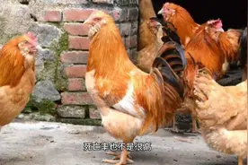 鸡长鸡痘用什么药好 土鸡长鸡痘怎么治疗 家禽鸡长鸡痘买什么药