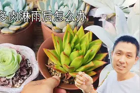 淋完雨的多肉植物应该怎么处理？马上拿到室内会黑腐吗？