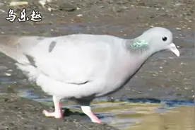 岩鸽，家鸽的祖先！