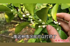 柑橘开花期，这时候打药效果好，还不伤及小蜜蜂视频封面