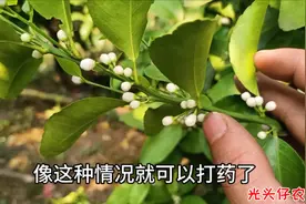柑橘开花期，这时候打药效果好，还不伤及小蜜蜂视频封面