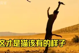 这才是猫该有的样子，真的帅视频封面