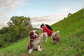 满月的小奶狗外出，跑起来东倒西歪，累了睡一地，不忍叫醒它们