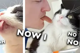 男主人用假舌头舔猫会发生什么？猫猫：能不能别恶心我