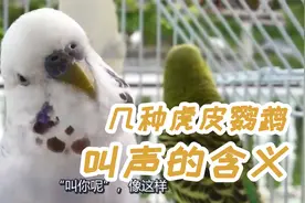 【虎皮科普】一些虎皮鹦鹉叫声的含义，有你熟悉的