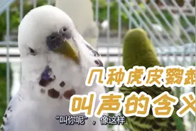 【虎皮科普】一些虎皮鹦鹉叫声的含义，有你熟悉的