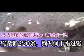 令人胆寒的猴狗大战：狗杀猴一只，猴杀狗250条，狗为何干不过猴视频封面