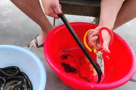 黄鳝怎么快速清除内脏，看看我的方法，10秒处理一根方便快捷视频封面