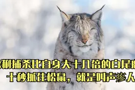 猞猁捕杀比自身大十几倍的白尾鹿，十秒抓住松鼠，就是叫声瘆人视频封面