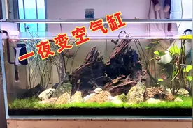 3招变成空气缸，我家鱼缸一夜变透亮，看我怎么做到的视频封面