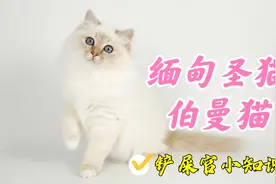 伯曼猫：我乃缅甸圣猫，布偶猫是我好大儿，暹罗猫是我远方老表