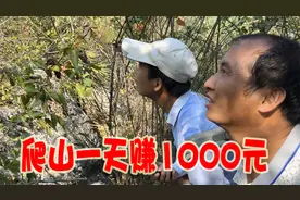 农村小哥天天爬山打野，能日赚1000元，到底干些什么呢？