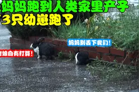 野兔妈妈闯进人类家中，产下3只幼崽后便离开，女主被迫当起保姆视频封面