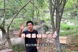 蜂王和工蜂是相辅相成的，一只蜂王是没办法给你引来一整群蜜蜂的