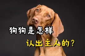 狗狗是怎样认出主人的？原来靠这5方面视频封面