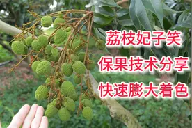 荔枝妃子笑第三次保果技术分享：打胺鲜酯+钙镁硼锌，快速膨大视频封面