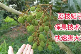 荔枝妃子笑第三次保果技术分享：打胺鲜酯+钙镁硼锌，快速膨大视频封面