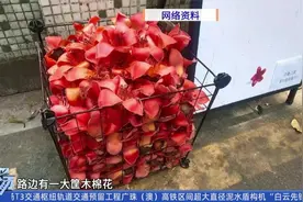 广东一高校架了高空网   防止学生被掉落木棉花砸晕视频封面