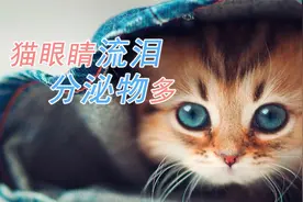 猫眼睛流泪分泌物多视频封面
