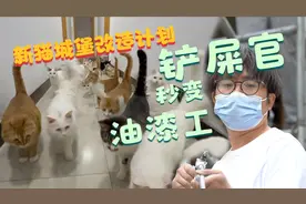 收养了上百只流浪猫的铲屎官，变身超级油漆工视频封面