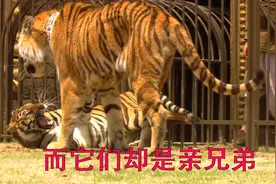 斗兽场两只老虎生死搏斗，当它们认出是兄弟，结果亮了视频封面