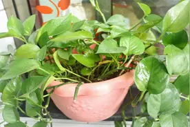 原来绿萝最爱喝这几种水，蹭蹭疯长不停，根粗叶绿爆满盆，实用视频封面