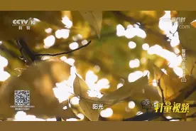万物生长靠太阳，如果没有光，植物工厂该如何解决？|创新进行时视频封面