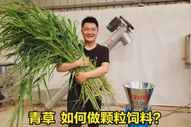 创业养殖户：青草怎样做颗粒饲料？多罗210颗粒机，测试青草+玉米视频封面