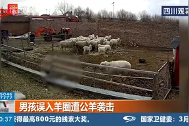 单身妈妈上班留孩子在父母家，孩子误入羊圈，被公羊顶撞5次！视频封面